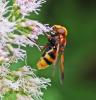 Volucella zonaria